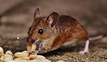 24 Hour & Emergency Exterminators in Crosswicks, NJ